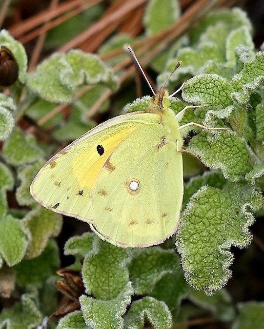 clouded yellow